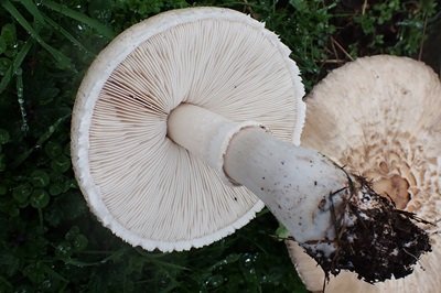 macrolepiota-excoriata