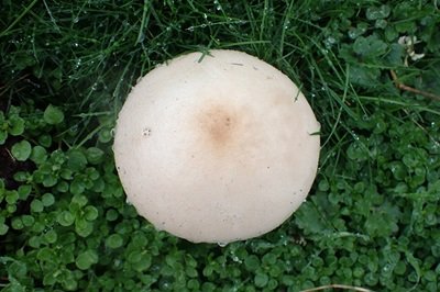 macrolepiota-excoriata