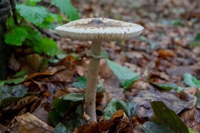 macrolepiota-mastoidea