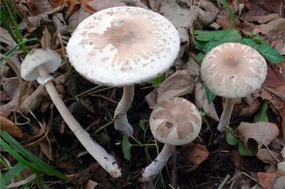 macrolepiota-mastoidea