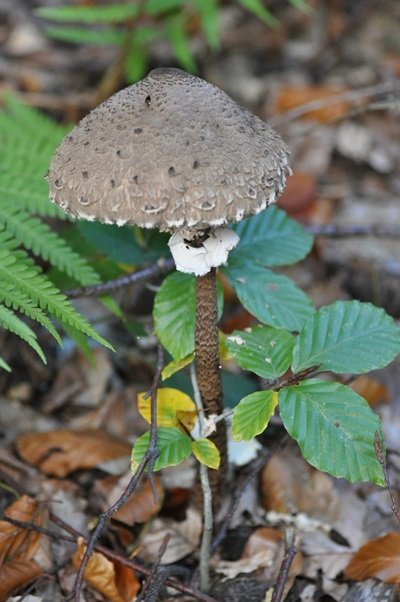 Macrolepiota olivascens