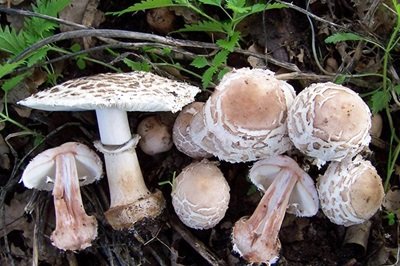 macrolepiota-venenata