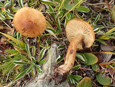 Mallocybe fibrillosa