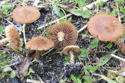 Mallocybe fuscomarginata