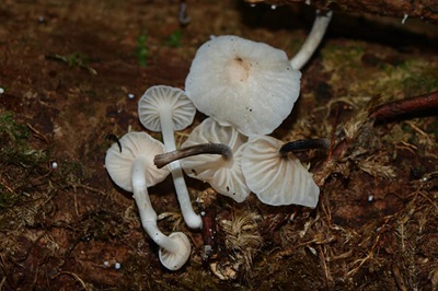 marasmiellus-candidus2