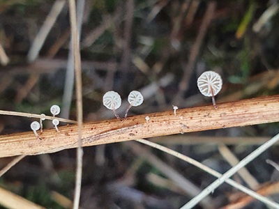 Marasmiellus humillimus