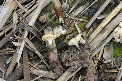 Marasmiellus trabutii