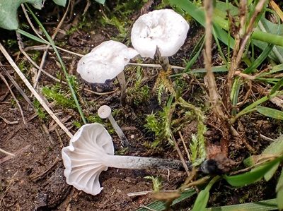 Marasmiellus tricolor