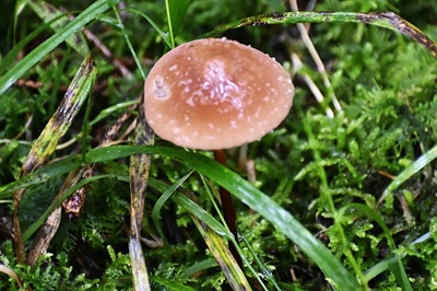 marasmius-cohaerens1