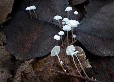 Marasmius epiphyllus