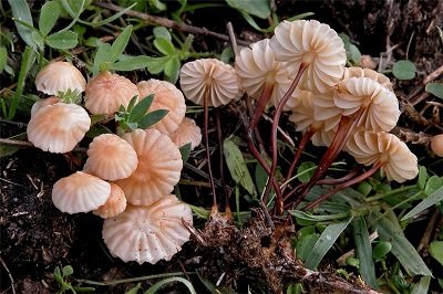 Marasmius epodius