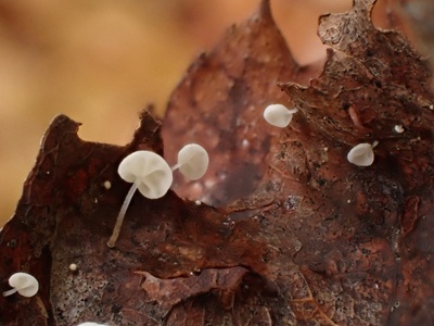 Marasmius favrei