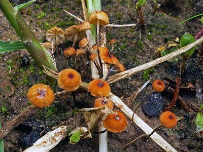 Marasmius graminum