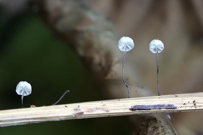 Marasmius limosus