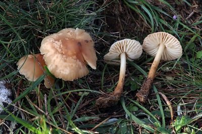 Marasmius oreades