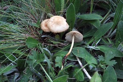 marasmius-oreades