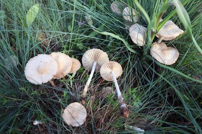 marasmius-oreades