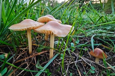 marasmius-oreades