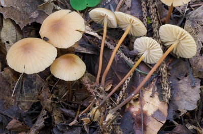 Marasmius torquescens