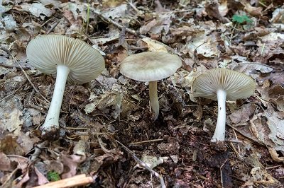 Megacollybia platyphylla