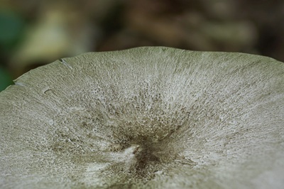 megacollybia-platyphylla5