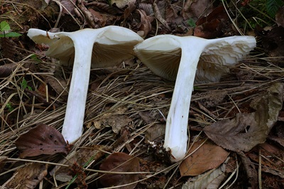 megacollybia-platyphylla7