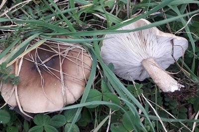 Melanoleuca brevipes