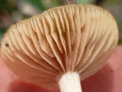 meottomyces-dissimulans4