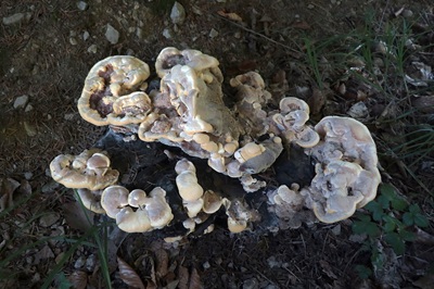 meripilus-giganteus4