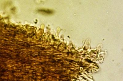 metuloidea-fragrans11