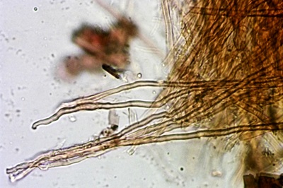 metuloidea-fragrans12