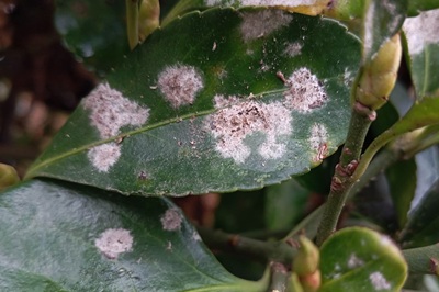 microsphaera-euonymi-japonici1