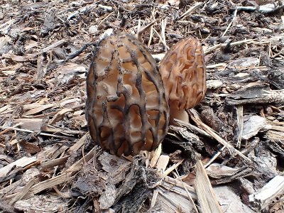 Morchella deliciosa