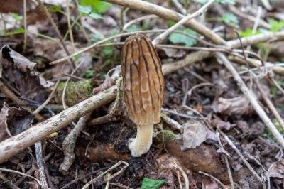 Morchella elata