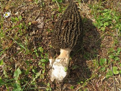 Morchella hortensis