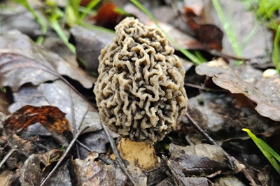 morchella-vulgaris3