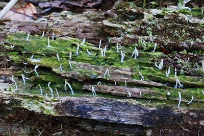 Multiclavula mucida