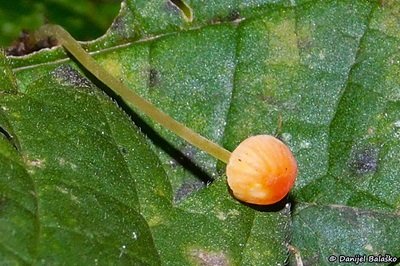 mycena-acicula