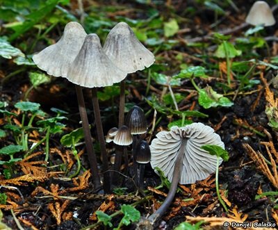 mycena-aetites