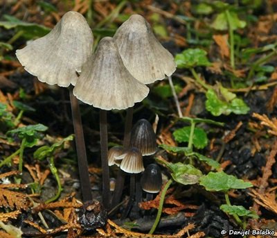 mycena-aetites