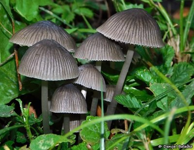 mycena-aetites