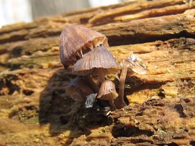 Mycena alcalina