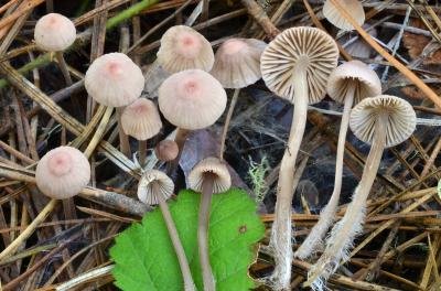 Mycena capillaripes