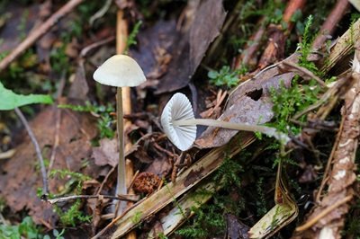 Mycena citrinomarginata