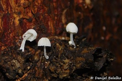 mycena-corynephora1