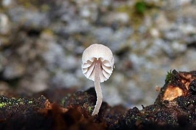 mycena-corynephora2