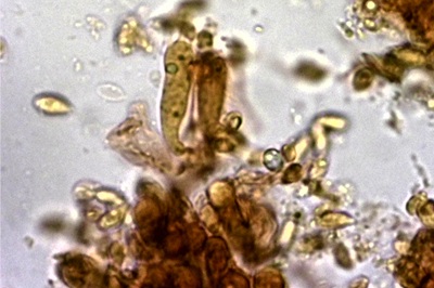 mycena-epipterygia11