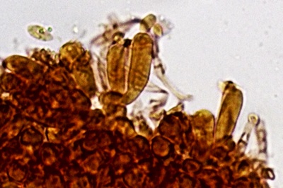 mycena-epipterygia12