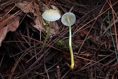 mycena-epipterygia4