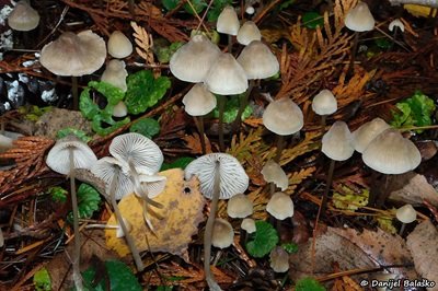 Mycena filopes